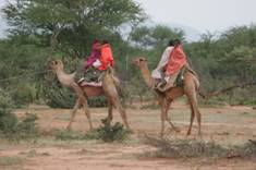 camels