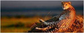 cheetah_honeymoon