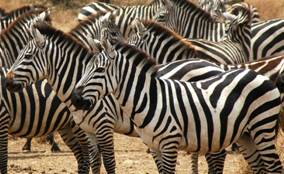 Zebras