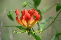 Flame Lilly
