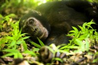 Mahale Baby Chimp
