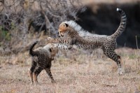 Mara Plains
