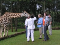 Rothschild giraffe greeting visitors