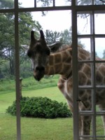 Rothschild giraffe