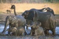 Elephants
