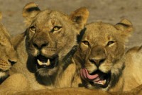 Lions