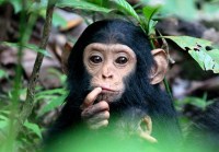 Mahale Baby Chimp