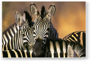 Zebra in Kruger