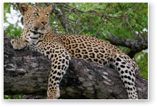 Lazy day in Kruger