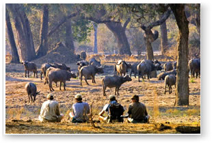 Walking with Buffalo